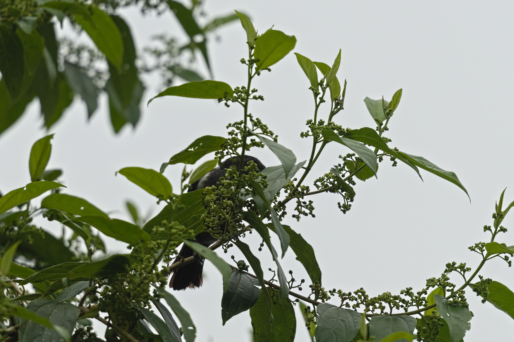 Scarlet-browed Tanager (Heterospingus xanthopygius), photo 8
