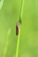 Homalodisca insolita