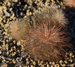 Echinocereus reichenbachii baileyi