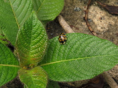 Botanochara sedecimpustulata