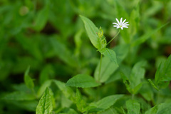 Stellaria bungeana