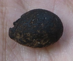 Sideroxylon foetidissimum