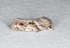 Agriophara confertella