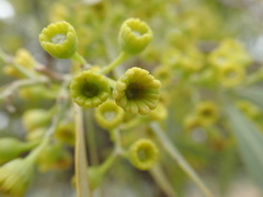 Alectryon oleifolius