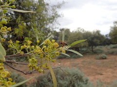 Alectryon oleifolius