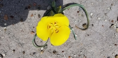 Calochortus aureus
