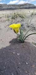 Calochortus aureus