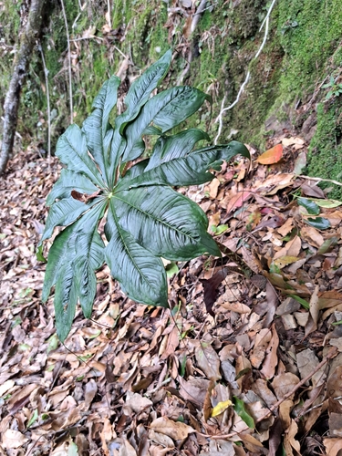 Image of Arisaema taiwanense by (c) vrxz, some rights reserved (CC BY-SA)