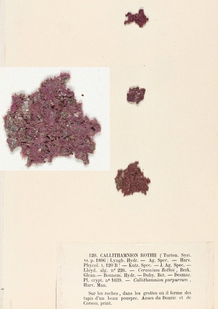Rhodochorton