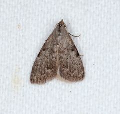 Nola pleurosema