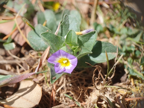 Convolvulus humilis