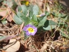 Convolvulus humilis