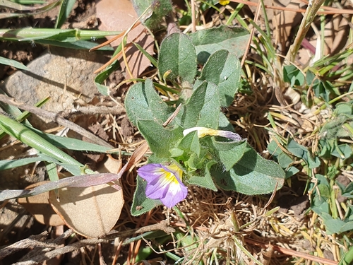 Convolvulus humilis, photograph 1