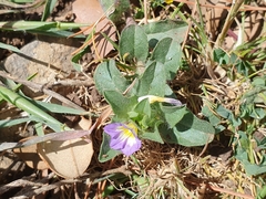 Convolvulus humilis, photograph Mehdi Chetibi, CC BY, iNaturalist via GBIF