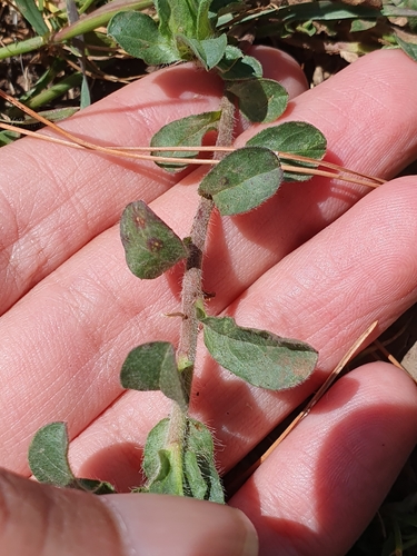 Convolvulus humilis, photograph 2