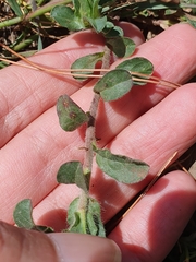 Convolvulus humilis, photograph Mehdi Chetibi, CC BY, iNaturalist via GBIF