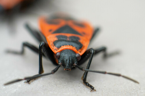 European firebug