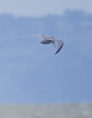 Sternula antillarum browni