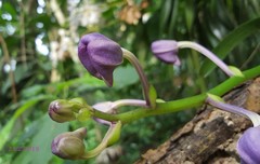 Vanda