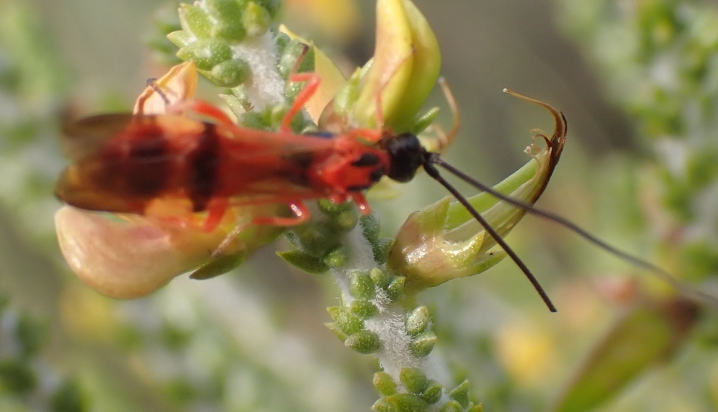 Ichneumonid and Braconid Wasps from Paardepoort West, Garden Route ...