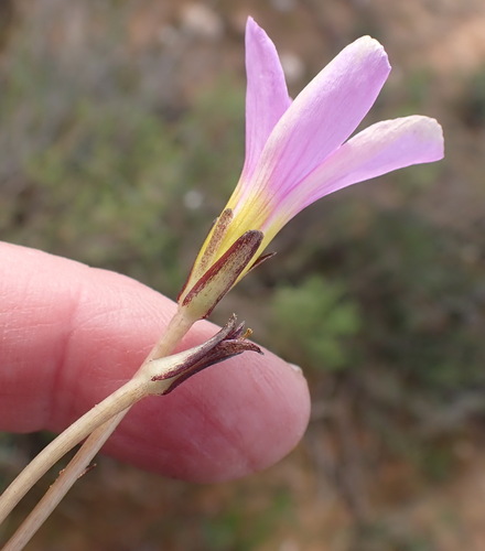 Image of Oxalis depressa by (c) Nicola van Berkel, some rights reserved (CC BY-SA)