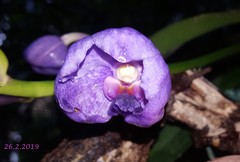 Vanda