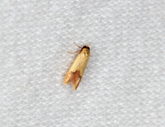 Tachystola stenoptera