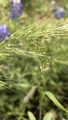 Limnodea arkansana