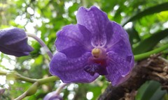 Vanda