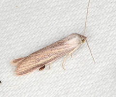 Prionopterina grammatistis