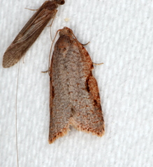 Meritastis piperata