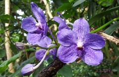 Vanda