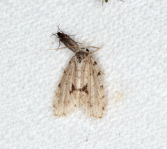 Thallarcha macilenta