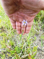 Sisyrinchium biforme
