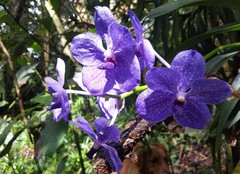 Vanda
