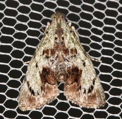 Enchesphora recurvalis