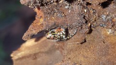Alpaida alticeps