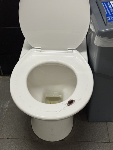 American cockroach