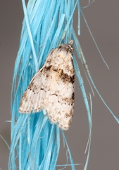 Nola euraphes