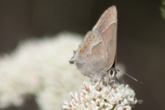 Satyrium tetra