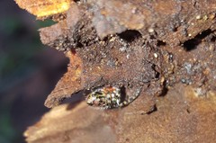 Alpaida alticeps