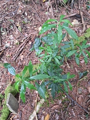 (c) vrxz, some rights reserved (CC BY-SA) Daphne arisanensis, photograph (c) vrxz, some rights reserved (CC BY-SA)
