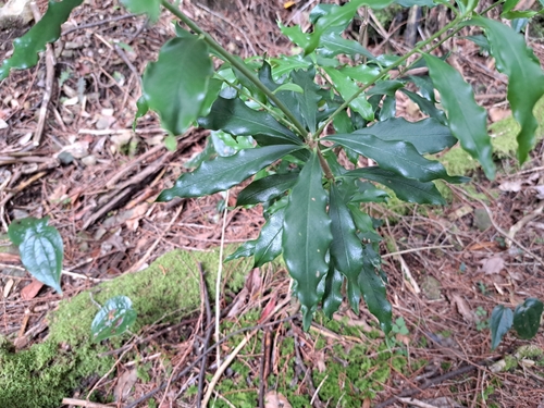 Daphne arisanensis, photograph 4