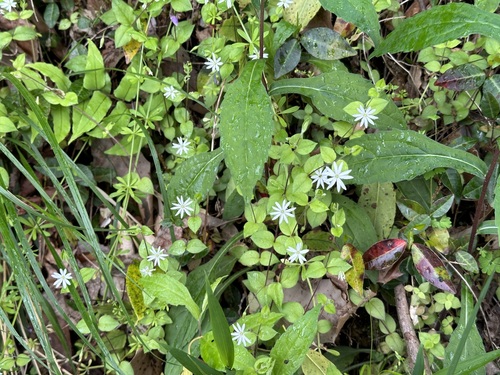 Stellaria uchiyamana iNat (2)