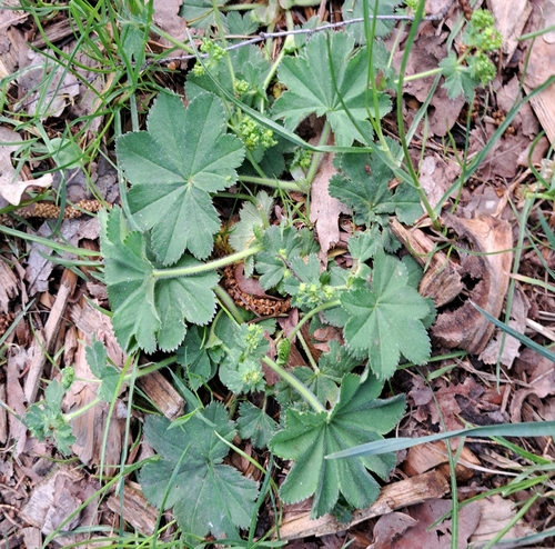 Image of Alchemilla monticola by (c) Markus Krieger, some rights reserved (CC BY)