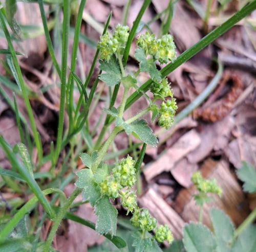 Image of Alchemilla monticola by (c) Markus Krieger, some rights reserved (CC BY)