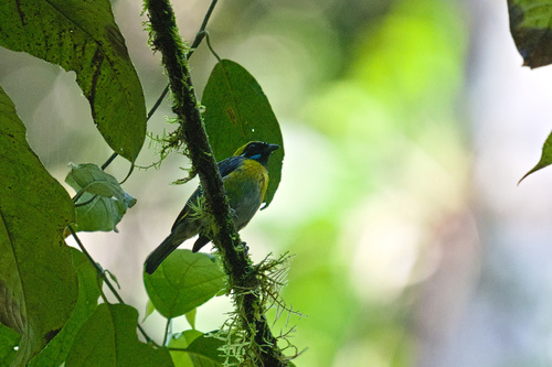 Blue-whiskered Tanager (Tangara johannae), photo 3