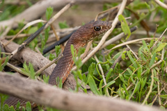 Masticophis flagellum