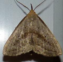 Macrochilo hypocritalis