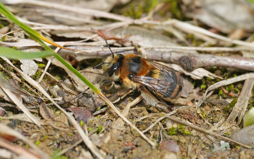 Anthophore estivale